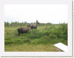 Moose - Western Brook Pond * 2592 x 1944 * (1.1MB)